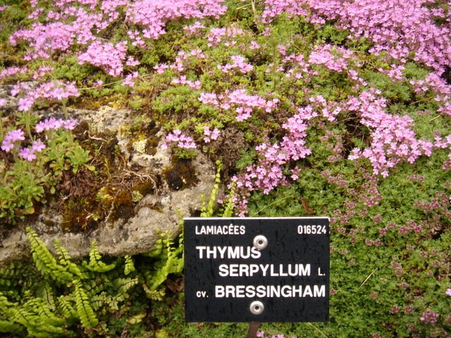 Thymus serpyllum